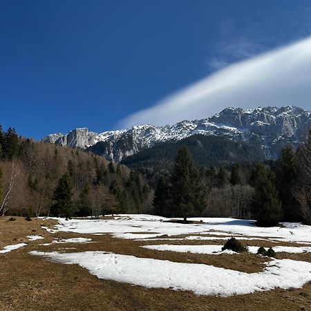 Pensiunea Aliart Zărneşti Εξωτερικό φωτογραφία